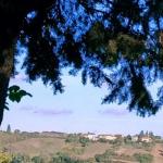Panorama collinare tra le fronde di albero.
