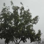 Foglie al vento.