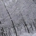 neve
