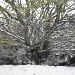albero