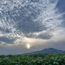 cielo a pecorelle