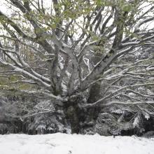 albero