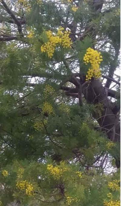 Mimosa