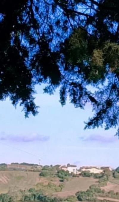 Panorama collinare tra le fronde di albero.