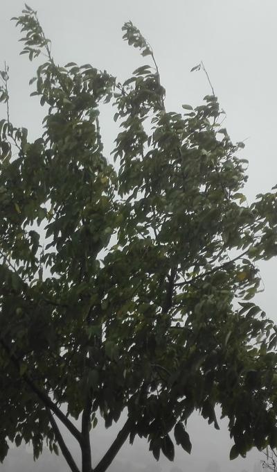 Foglie al vento.