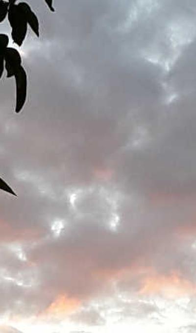 Nuvole e fronde di albero.