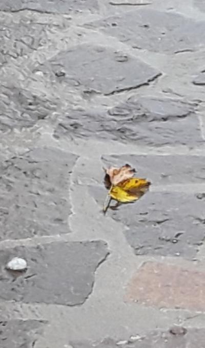 Selciato bagnato.