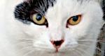 Gatto Desyderio
