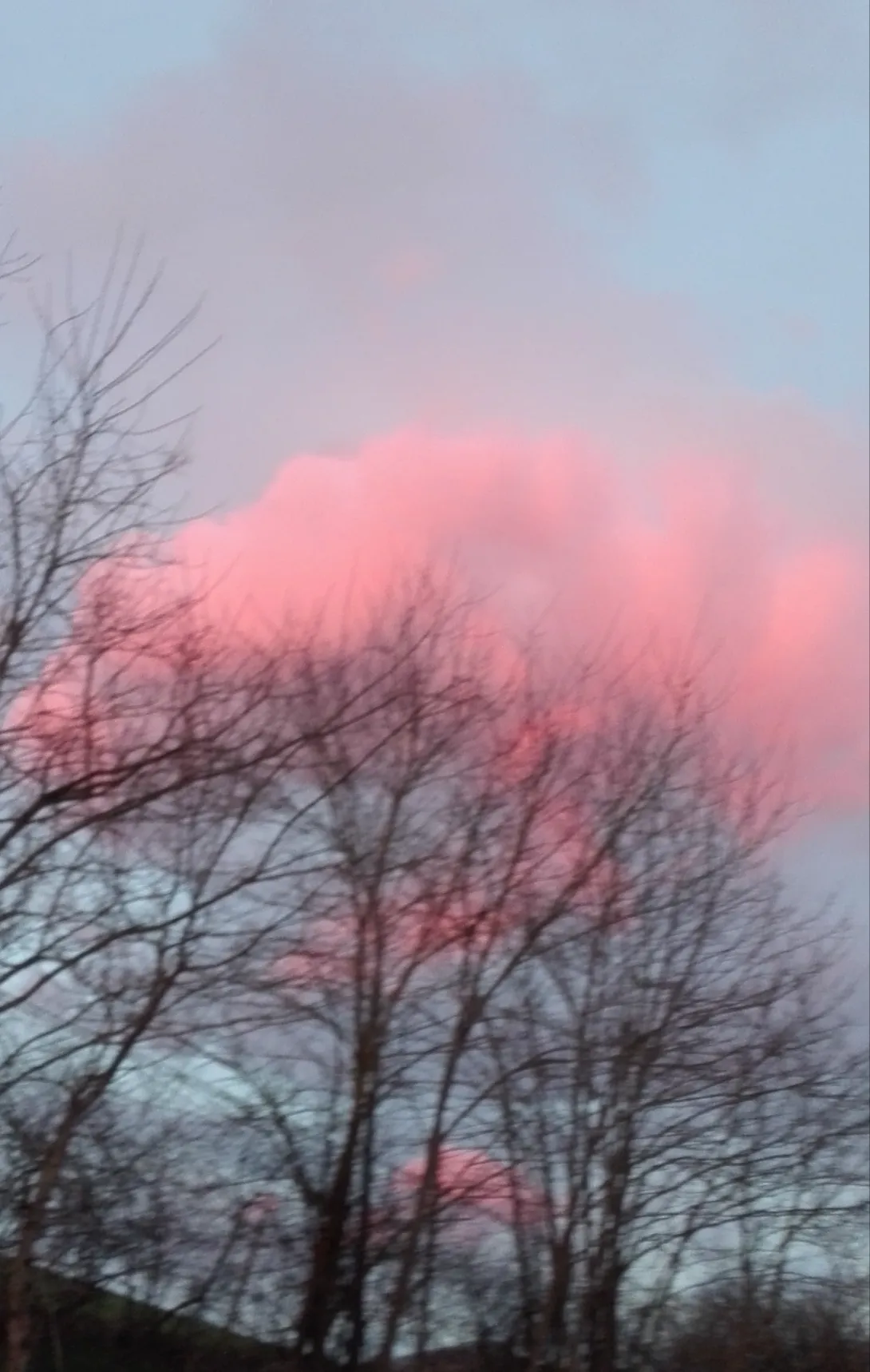 nubi o fiori