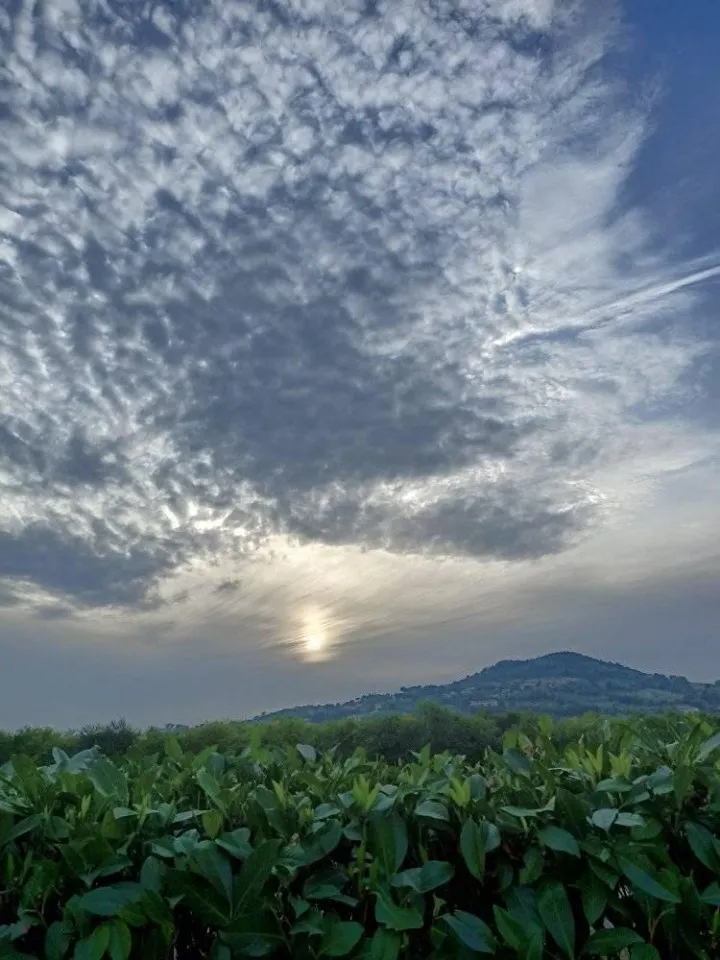 cielo a pecorelle