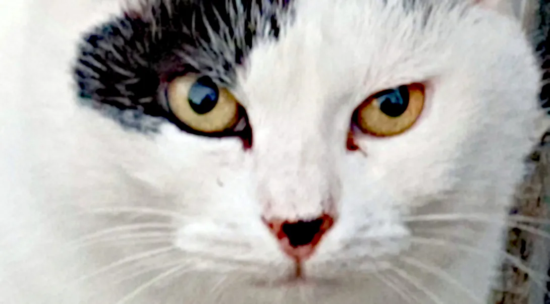 Gatto Desyderio